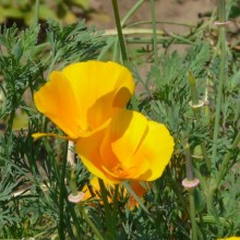 Eschscholzia californica
