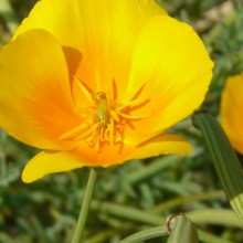 Eschscholzia californica