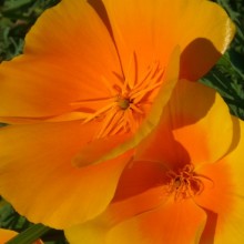 Eschscholzia californica
