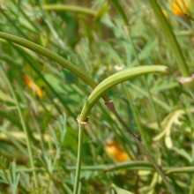 Eschscholzia californica