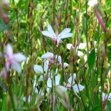 Gaura lindheimeri 'Madonna'