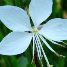 Gaura lindheimeri 'Madonna'