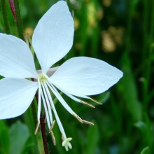 Gaura lindheimeri 'Madonna'