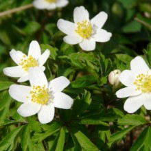 Anemone nemorosa   