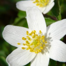 Anemone nemorosa   