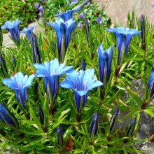 Gentiana sino-ornata