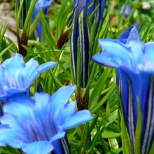 Gentiana sino-ornata
