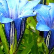 Gentiana sino-ornata