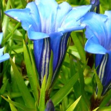 Gentiana sino-ornata