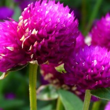 Gomphrena globosa | květ