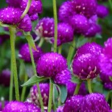 Gomphrena globosa