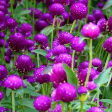 Gomphrena globosa