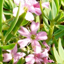 Gypsophila repens 'Lechtworth Rose'