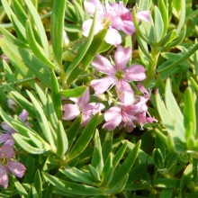 Gypsophila repens 'Lechtworth Rose'