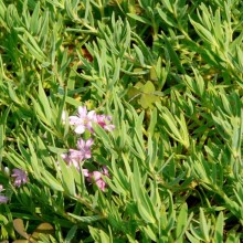 Gypsophila repens 'Lechtworth Rose'