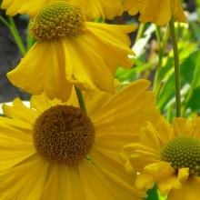 Helenium hybr. 'Pumilum Magnificum'