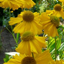 Helenium hybr. 'Pumilum Magnificum'