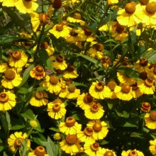 Helenium hybr.