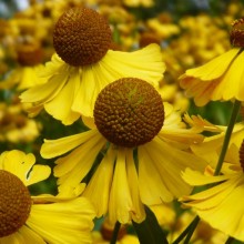 Helenium hybr.