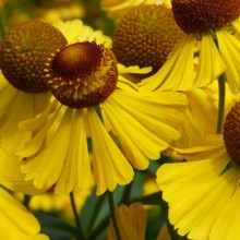 Helenium hybr.