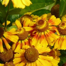 Helenium hybr.