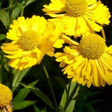 Helenium hybr. 'Double Trouble'