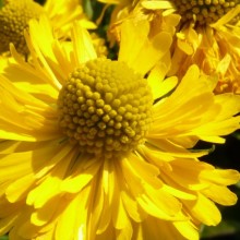 Helenium hybr. 'Double Trouble'