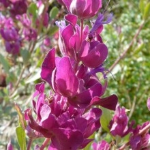 Salvia pachyphylla