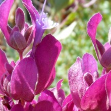 Salvia pachyphylla