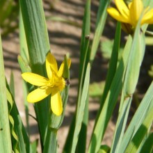 Sisyrinchium californicum