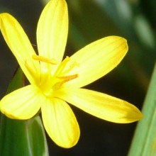 Sisyrinchium californicum