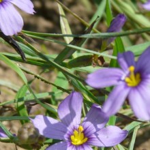 Sisyrinchium idahoense bellum