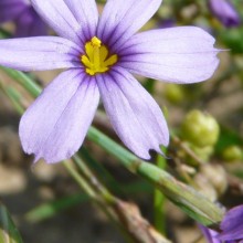 Sisyrinchium idahoense bellum