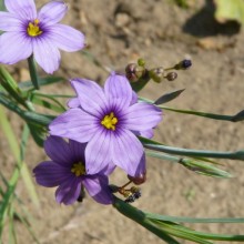 Sisyrinchium idahoense bellum
