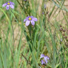 Sisyrinchium idahoense bellum