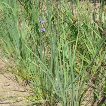 Sisyrinchium idahoense bellum