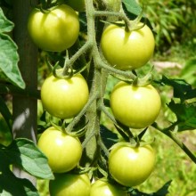 Solanum lycopersicum 'Bejbino F1'