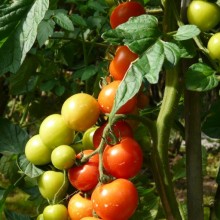 Solanum lycopersicum 'Bejbino F1'