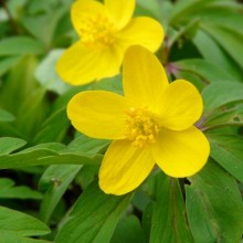 Anemone ranunculoides