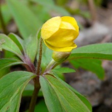 Anemone ranunculoides