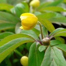 Anemone ranunculoides