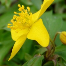 Anemone ranunculoides