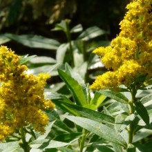 Solidago hybr. 'Dzintra'