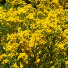 Solidago rigida