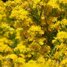 Solidago rigida