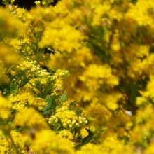 Solidago rigida