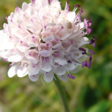 Succisa pratensis 'Pedar's Pink'