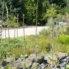 Verbascum rotundifolium halenselgii