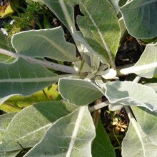 Verbascum rotundifolium halenselgii