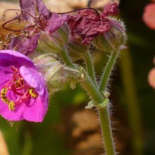 Geranium macrorrhizum